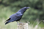 common raven