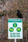 common raven