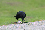 common raven