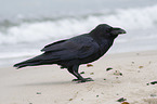 Northern Raven at the beach