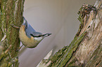 nuthatch