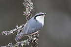 Eurasian nuthatch