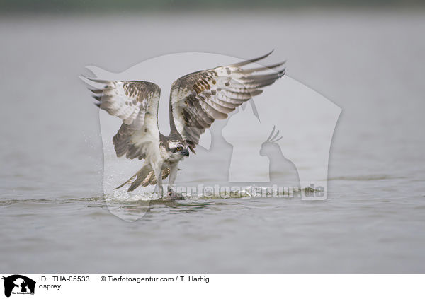 Fischadler / osprey / THA-05533