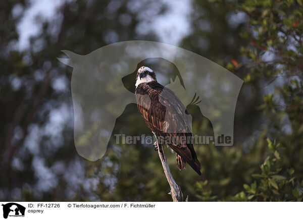 Fischadler / osprey / FF-12726
