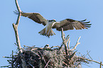 osprey