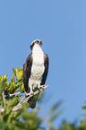 osprey