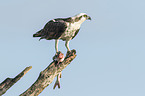 osprey