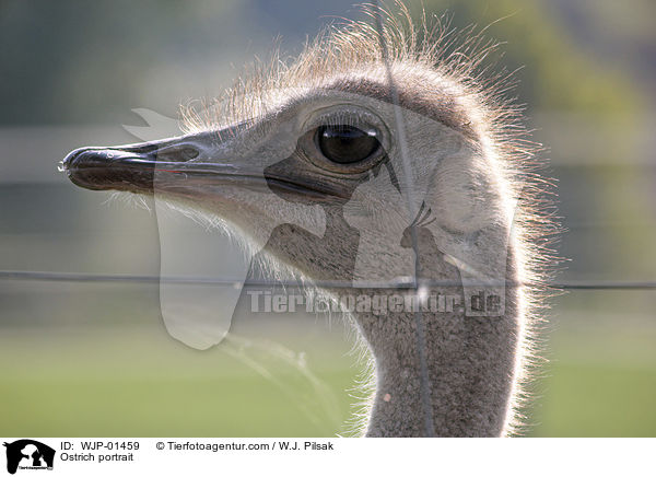 Ostrich portrait / WJP-01459