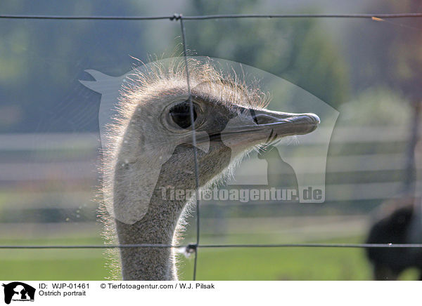 Ostrich portrait / WJP-01461