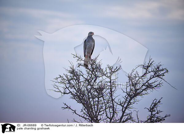 Silbersinghabicht / pale chanting goshawk / JR-06689