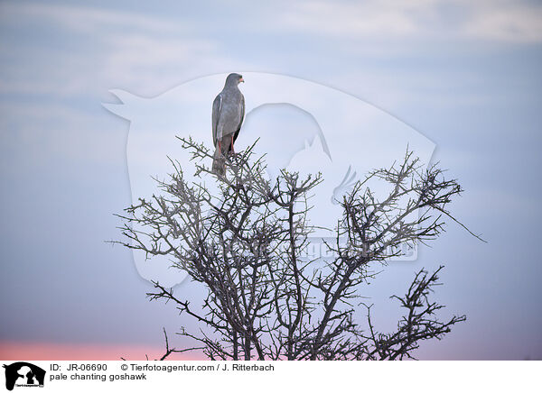 Silbersinghabicht / pale chanting goshawk / JR-06690