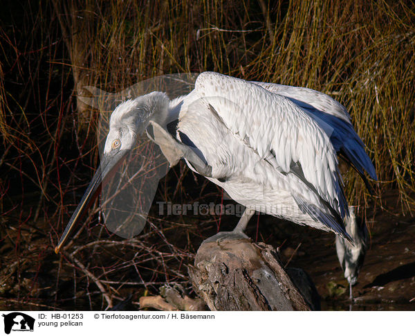 young pelican / HB-01253