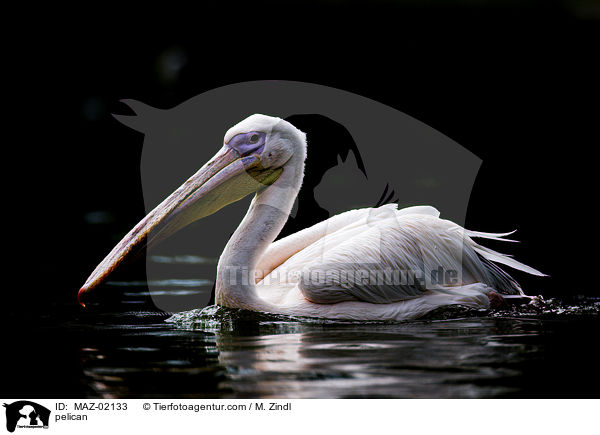 Pelikan / pelican / MAZ-02133