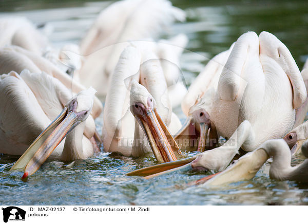 Pelikane / pelicans / MAZ-02137