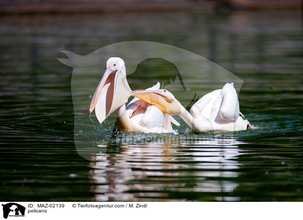 Pelikane / pelicans / MAZ-02139