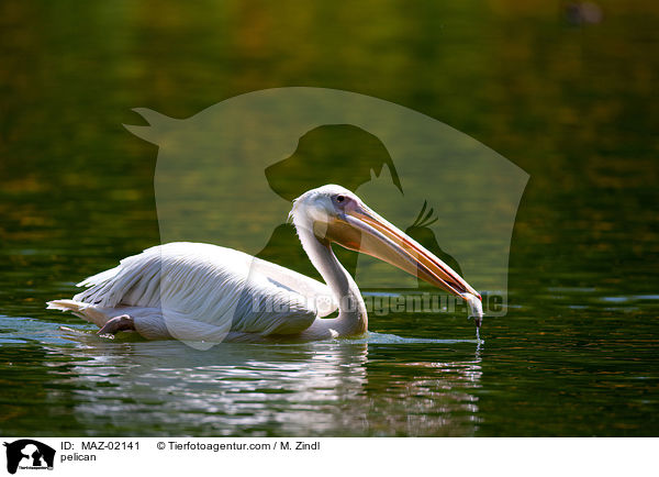 Pelikan / pelican / MAZ-02141