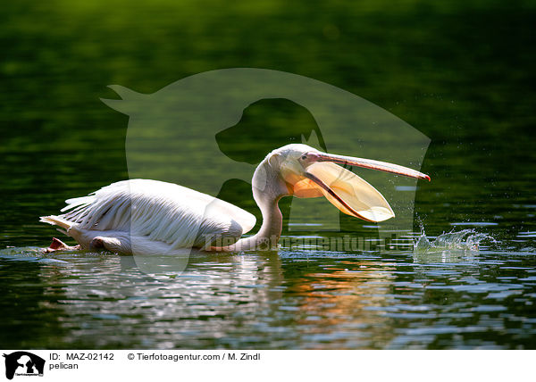 Pelikan / pelican / MAZ-02142