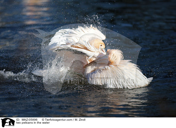 Zwei Pelikane im Wasser / two pelicans in the water / MAZ-05896