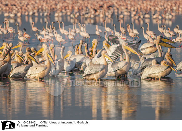 Pelikane und Flamingo / Pelicans and Flamingo / IG-02842