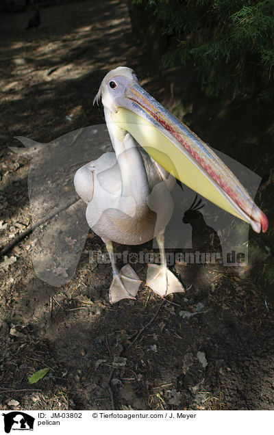pelican / JM-03802