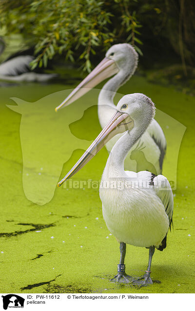 pelicans / PW-11612