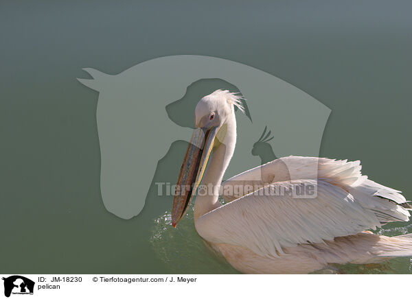 pelican / JM-18230