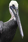 pelican