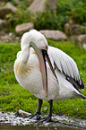 pelican