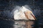 Pelican