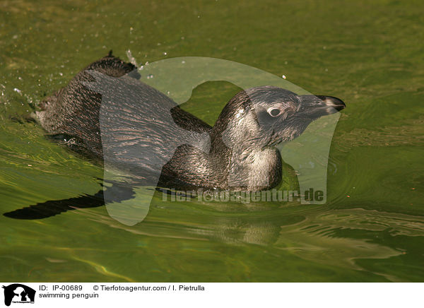 swimming penguin / IP-00689