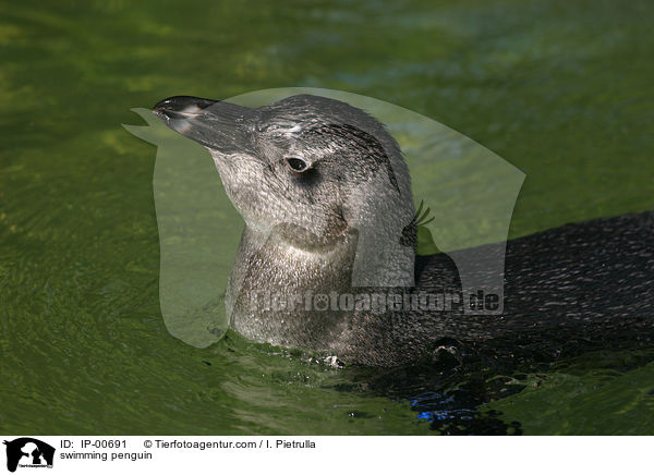 schwimmender Pinguin / swimming penguin / IP-00691