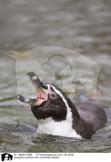 balzende Pinguine / penguins perform the courtship display / MAZ-01566