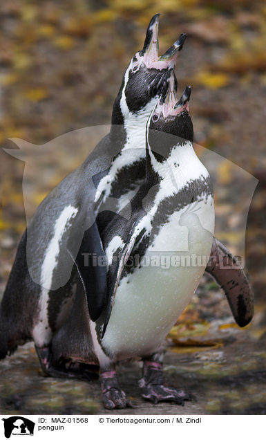 Pinguin / penguin / MAZ-01568