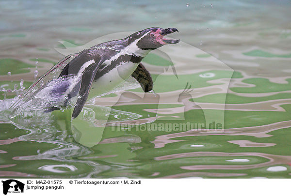 springender Pinguin / jumping penguin / MAZ-01575