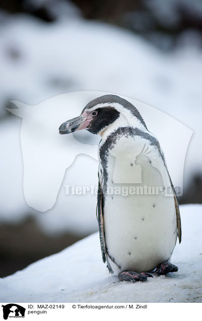 Pinguin / penguin / MAZ-02149