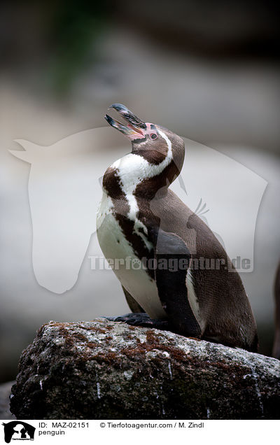 Pinguin / penguin / MAZ-02151