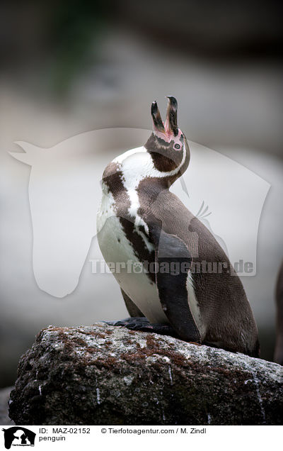 Pinguin / penguin / MAZ-02152