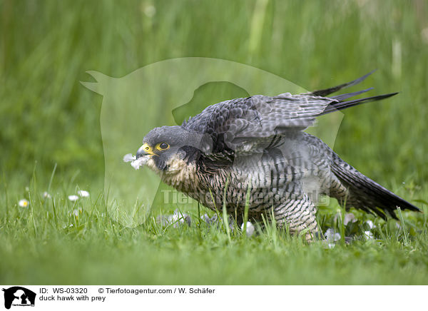 duck hawk with prey / WS-03320