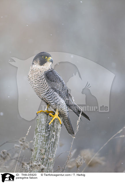 peregrine falcon / THA-05920