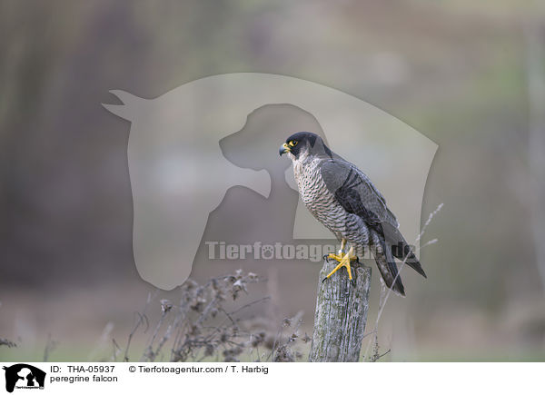 peregrine falcon / THA-05937