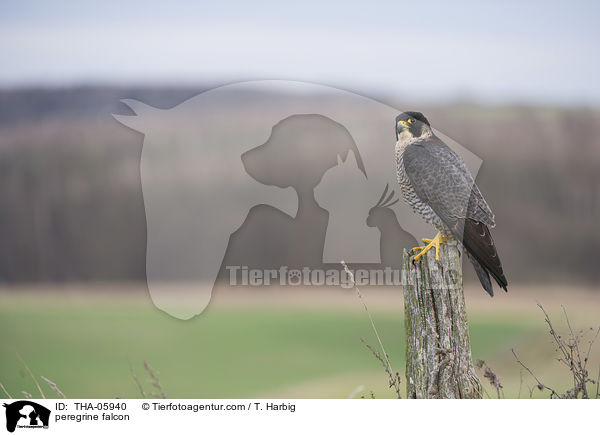 peregrine falcon / THA-05940