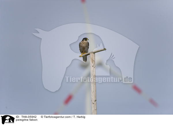 peregrine falcon / THA-05942