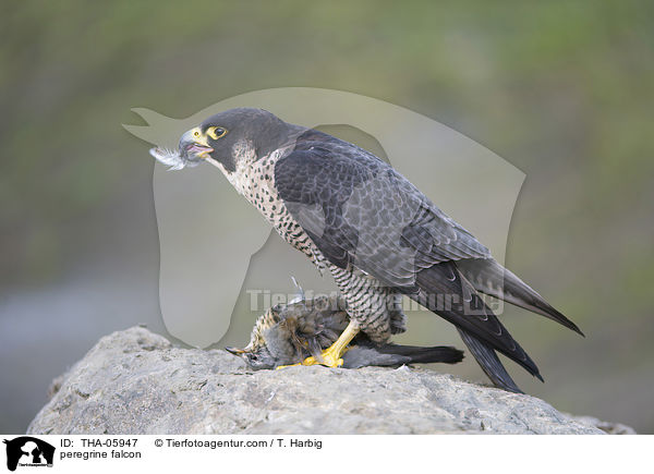Wanderfalke / peregrine falcon / THA-05947