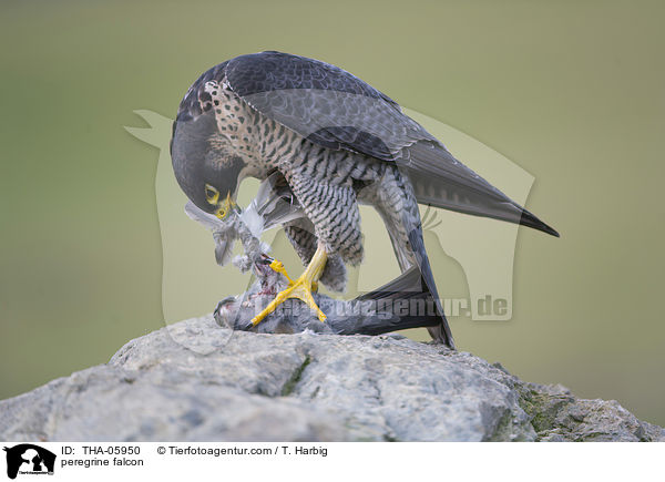 peregrine falcon / THA-05950