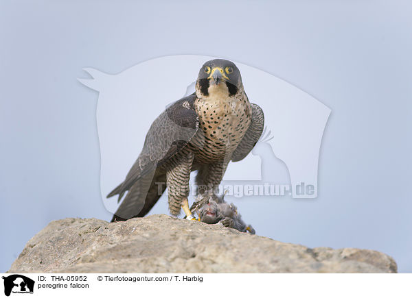 peregrine falcon / THA-05952