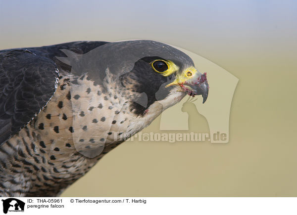 peregrine falcon / THA-05961