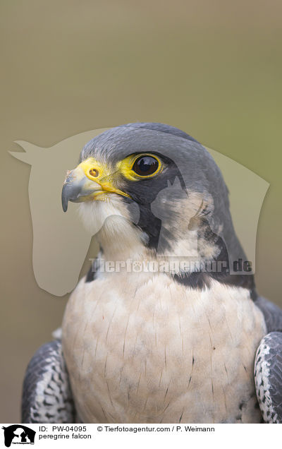 peregrine falcon / PW-04095