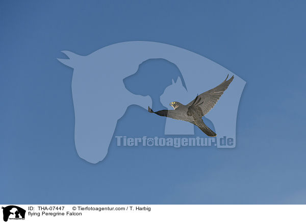 fliegender Wanderfalke / flying Peregrine Falcon / THA-07447