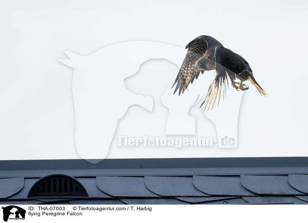 flying Peregrine Falcon / THA-07603