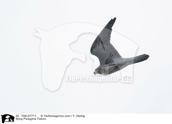 fliegender Wanderfalke / flying Peregrine Falcon / THA-07711